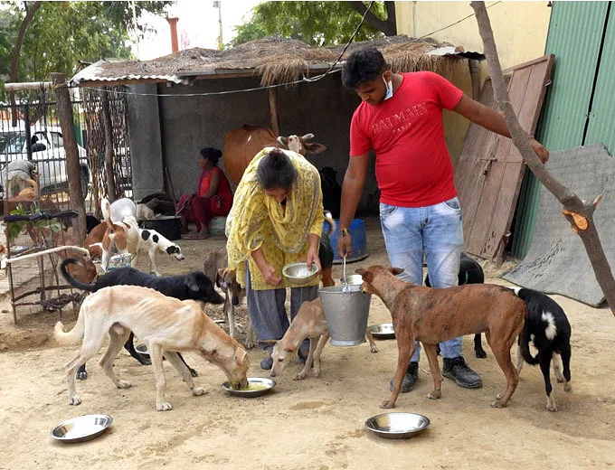 Providing foods to the animals